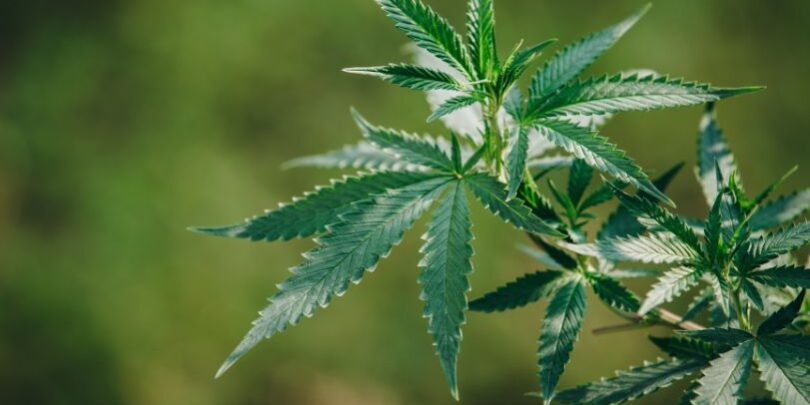 La hoja de cáñamo un tesoro natural para tu bienestar