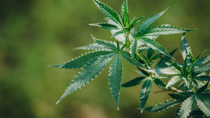 La hoja de cáñamo un tesoro natural para tu bienestar